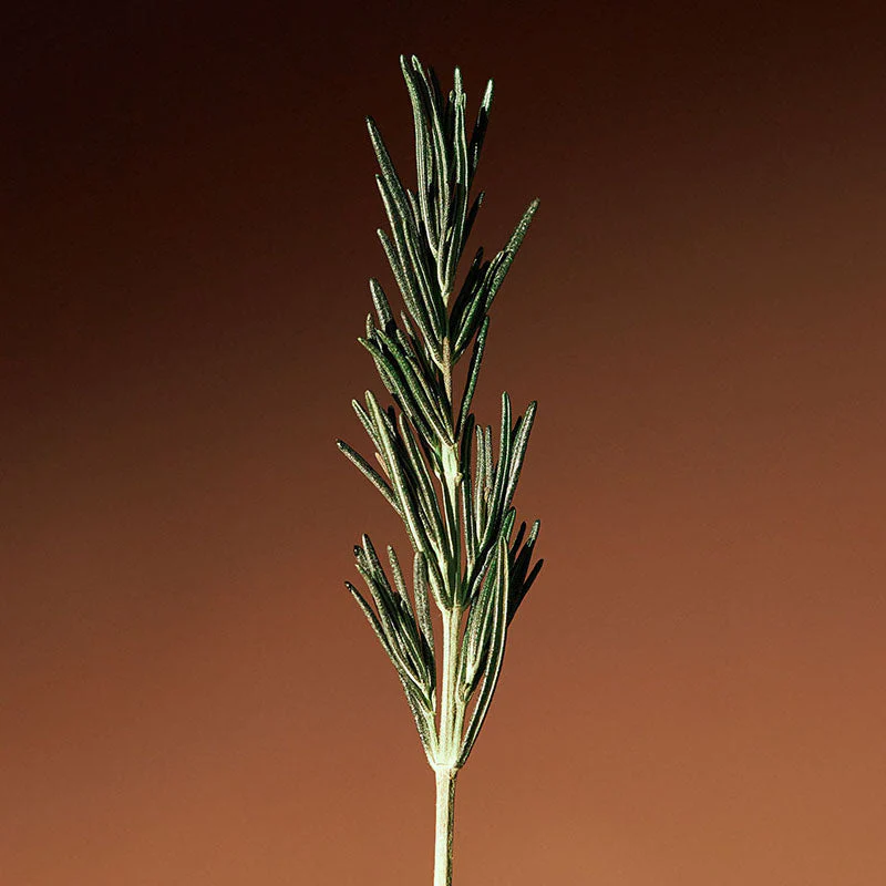 Vitalizing Rosemary Concentrated Essence - Image 4