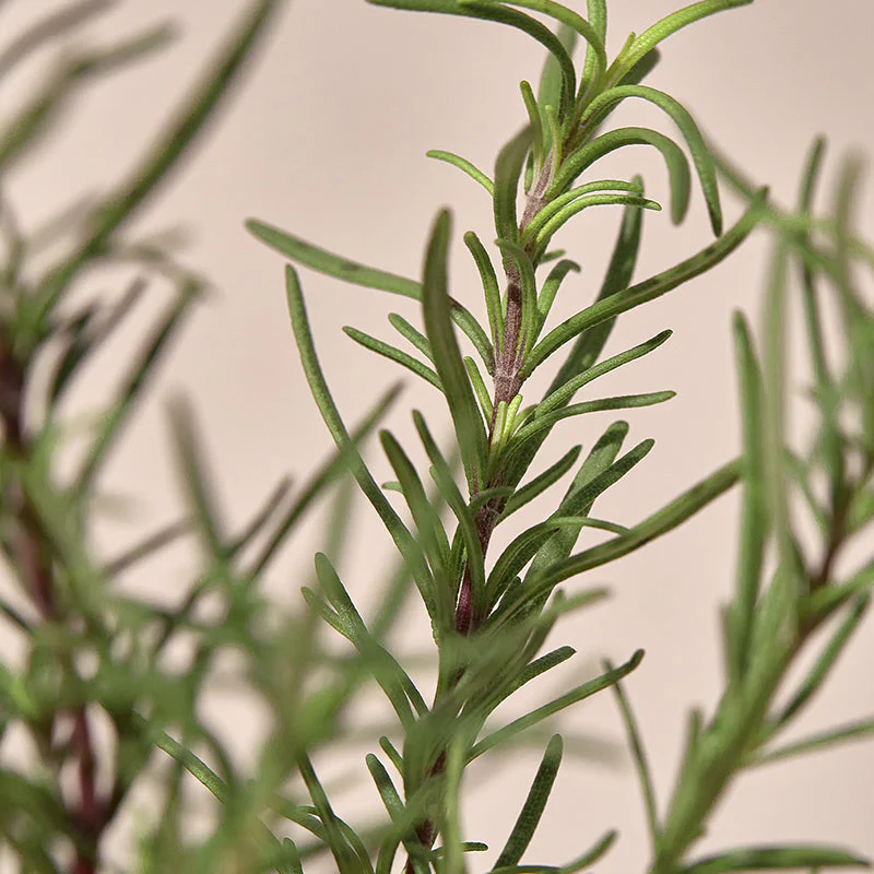 Rosemary Relief Gel Cleanser - Image 7