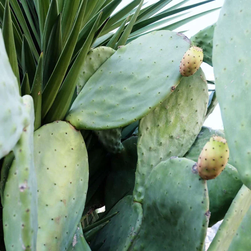 Cactus Toner Pads - Image 6